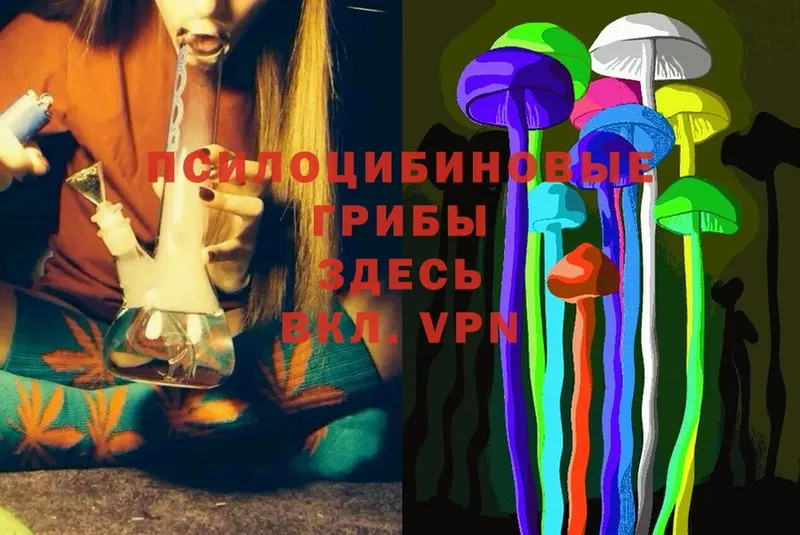 где продают   Красногорск  Псилоцибиновые грибы Magic Shrooms 